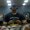 Photo of Daray C.