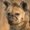 Photo of GoldenSaberToothTiger 8.