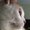 Photo of Jinzo 2.