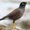 Photo of MynahBird Q.