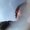 Photo of Shamz S.