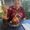 Photo of Cindy P.