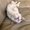 Photo of Azlyn H.