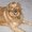 Photo of Tango D.