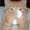 Photo of Felis C.