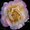 Photo of Debra V.
