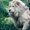 Photo of Lion R.