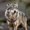 Photo of Wolf N.