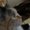 Photo of Catmomsheri N.