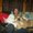 Photo of Laurey A.