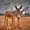 Photo of Donkey D.
