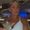 Photo of Jesenia M.