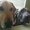 Photo of CometandBuddy B.