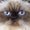 Photo of sachie t.