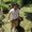 Photo of Dan N.