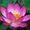 Photo of Namrata S.