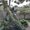 Photo of Sheree S.