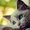 Photo of Meow M.