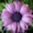 Photo of Flower L.