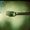 Photo of Savory M.