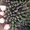 Photo of Pua G.
