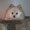Photo of Darlena S.