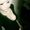 Photo of Akane Y.