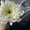 Photo of Roxana T.