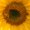 Photo of Clea C.