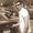 Photo of Bharat R.