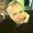 Photo of Chris Y.