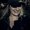 Photo of Rachelle J.