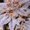 Photo of Flower D.