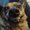 Photo of Popple B.