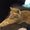 Photo of Tabby P.