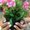 Photo of Leno J.