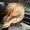 Photo of Traci J.