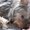 Photo of Tibby T.