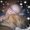 Photo of Nichole A.
