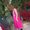 Photo of Nisha G.