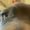 Photo of Gizmo F.