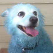 google avatar