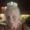 Photo of Shelli H.