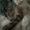 Photo of Narges S.
