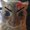 Photo of Yilinthecat x.