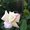 Photo of Thao L.