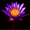 Photo of Purple Lotus M.