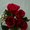 Photo of Anali M.