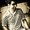 Photo of Jinesh G.