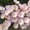 Photo of Flower G.